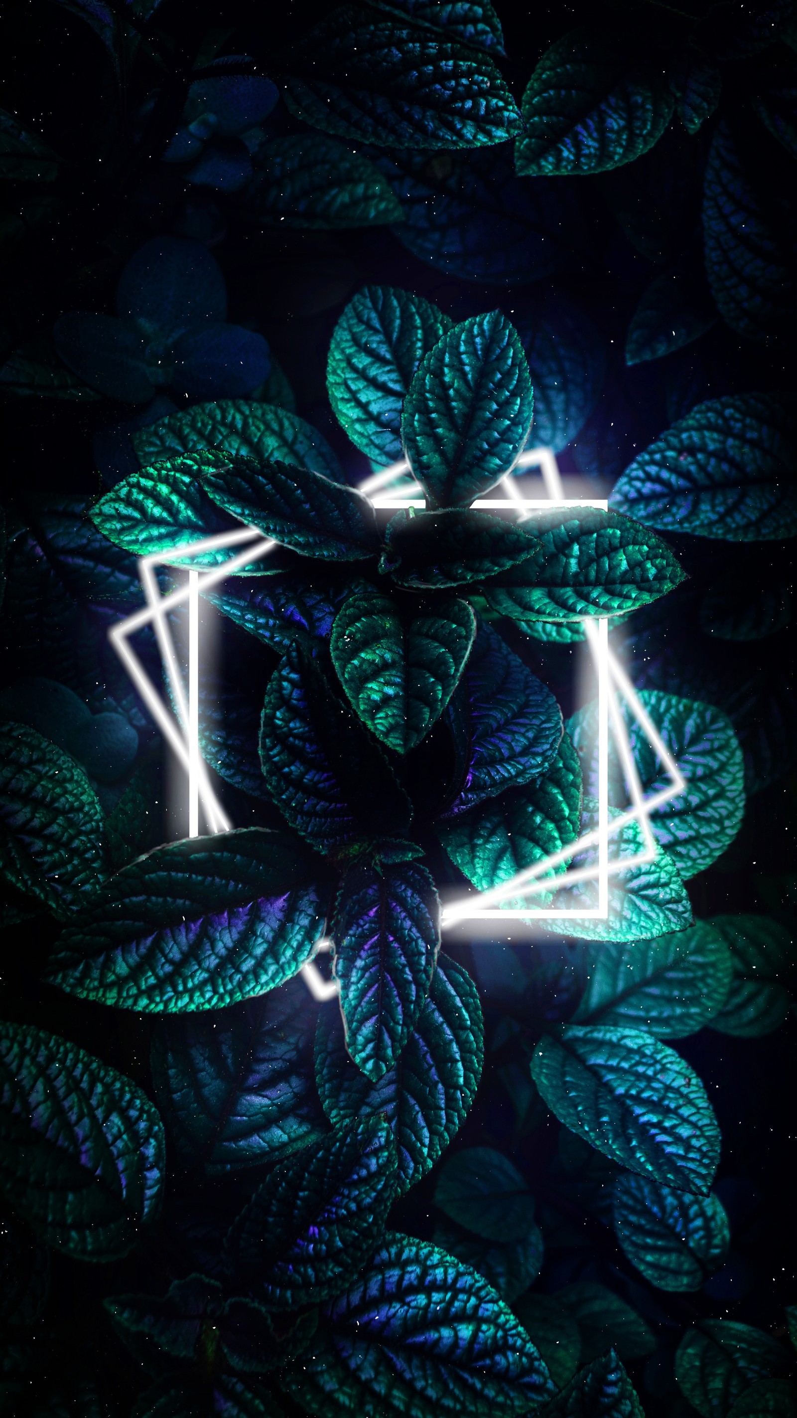 There is a neon light that is on a plant with leaves (neon lighting, light, neon, art, terrestrial plant)