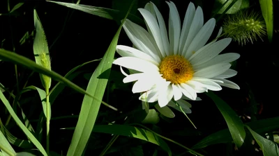 margarida comum, margarida, planta com flores, pétala, planta