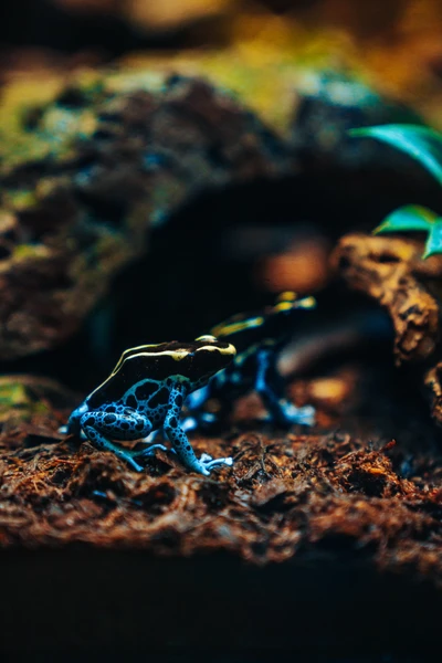 elektrisches blau, amphibie, großaufnahme, boden, wasser