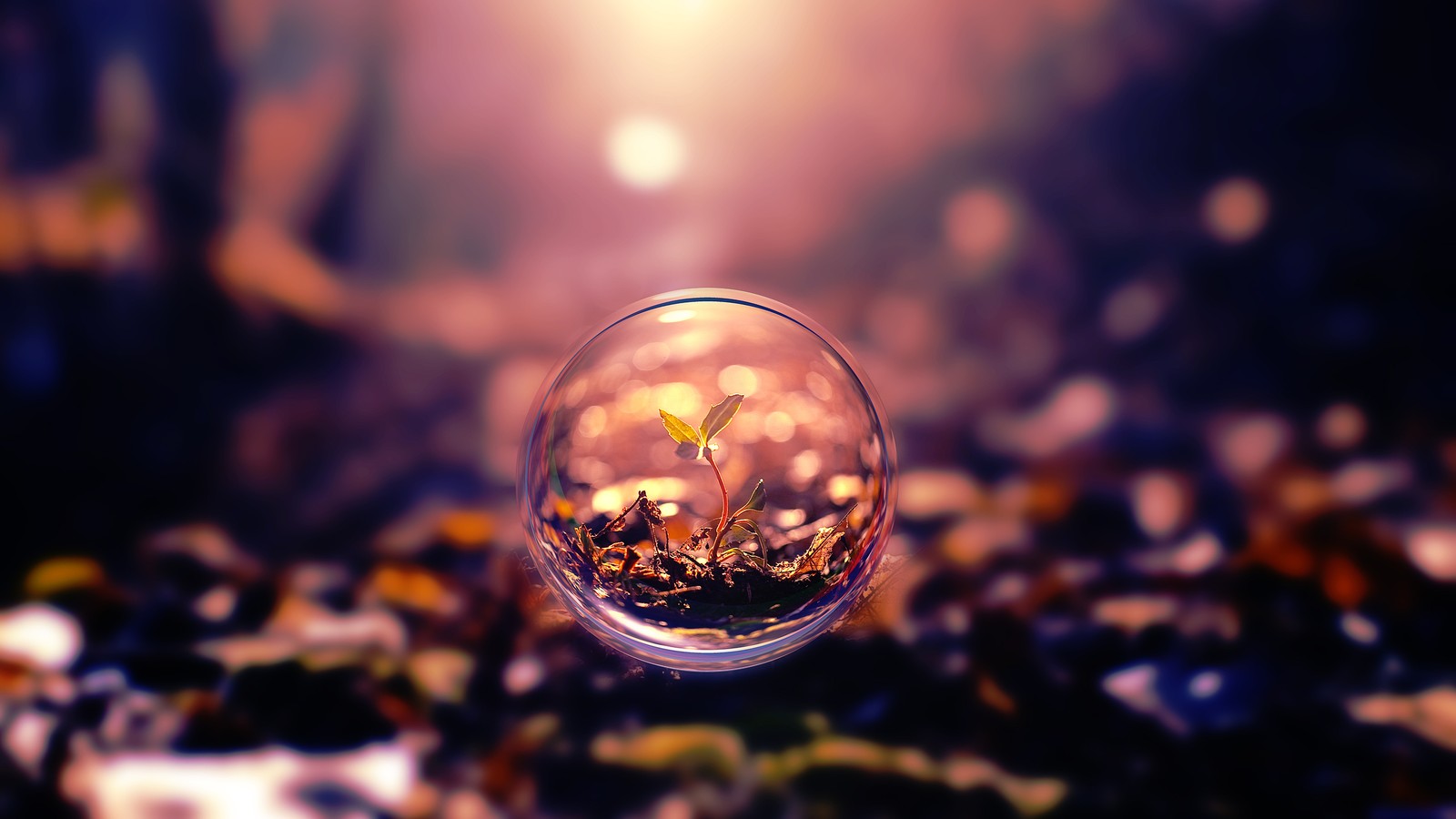 A close up of a glass ball with a plant inside of it (plants, nature, bubbles)