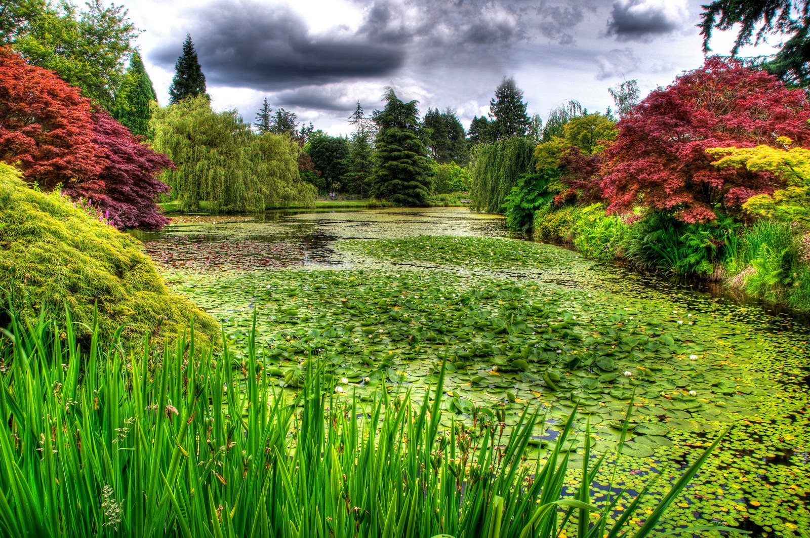 Vue d'un étang avec beaucoup de plantes aquatiques et des arbres (nature, végétation, jardin, herbe, jardin botanique)