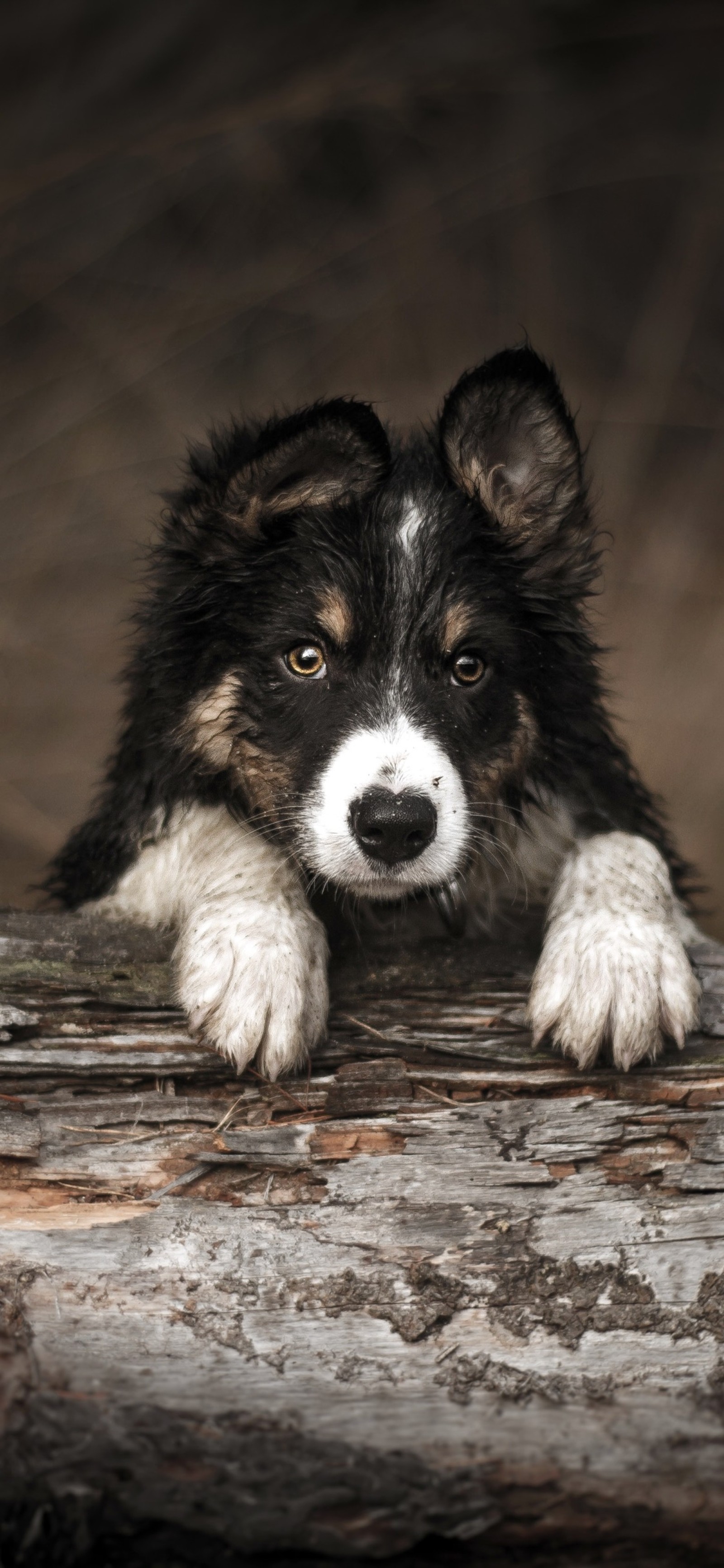 Скачать обои бордер колли, border collie, восточносибирская лайка, сибирский хаски, canidae