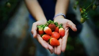 Colheita de morangos vermelhos doces em uma fábrica de alimentos naturais