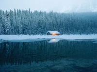 snow, nature, water, freezing, tree