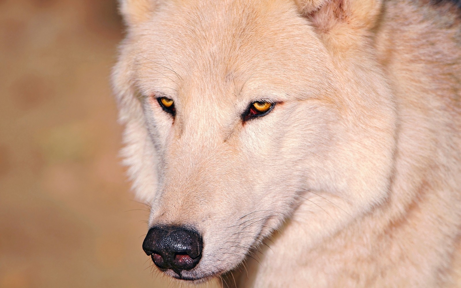 Un lobo blanco con ojos amarillos mirando a la cámara (vida silvestre, fauna, ojos, nariz, blanco)