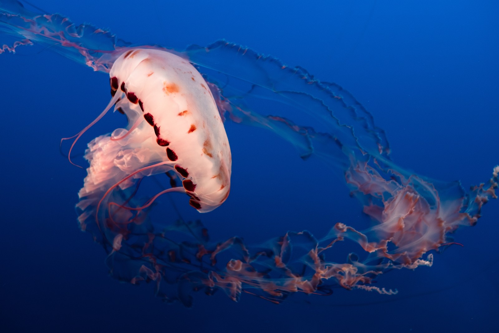 Les méduses nagent dans l'eau bleue avec beaucoup de méduses (méduse, invertébré, invertébrés marins, cnidaires, biologie marine)