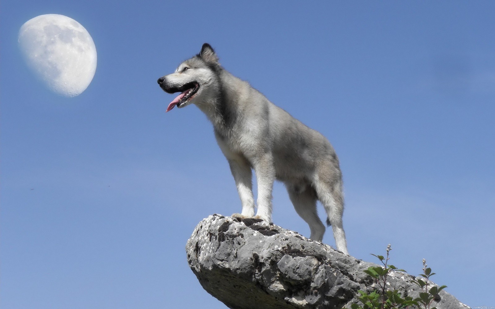 Cachorro arlequim em pé em uma pedra com a lua cheia ao fundo (husky de sacalina, cão inuit do norte, cão lobo de saarloos, cão lobo checoslovaco, raça de cachorro)