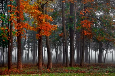 árbol, naturaleza, hoja, caducifolio, bosque