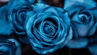 blue aesthetic, rose flowers, 5k, 8k, blue rose wallpaper