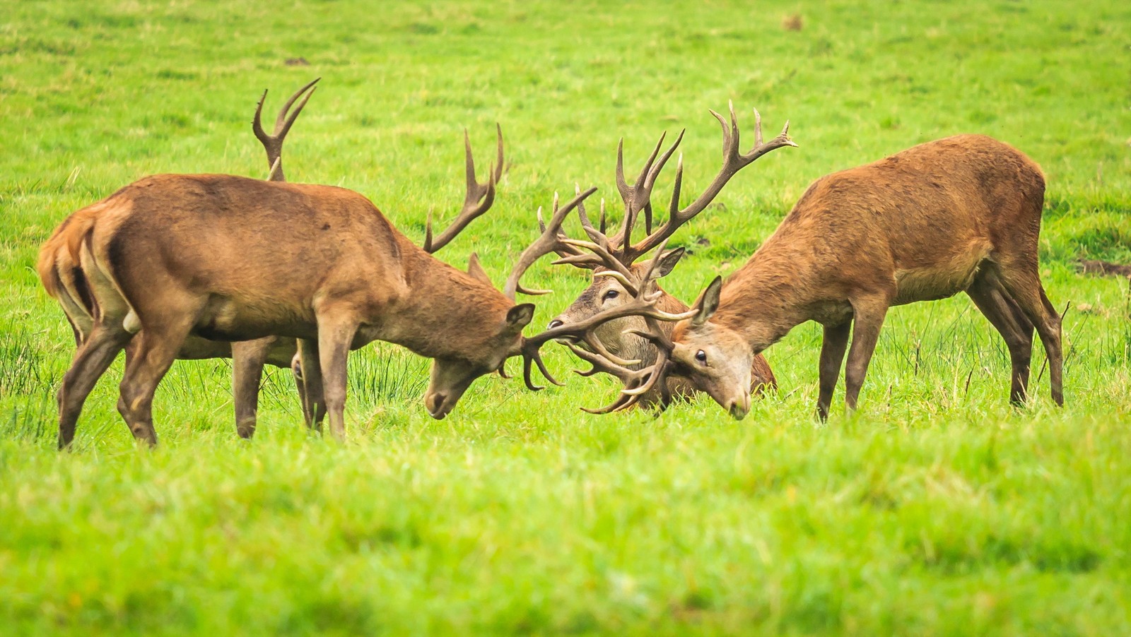 Dois cervos estão lutando em um campo gramado com suas hastes. (fauna, alce, veado, rena, chifre)