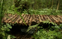 Ponte natural em um bioma de floresta exuberante