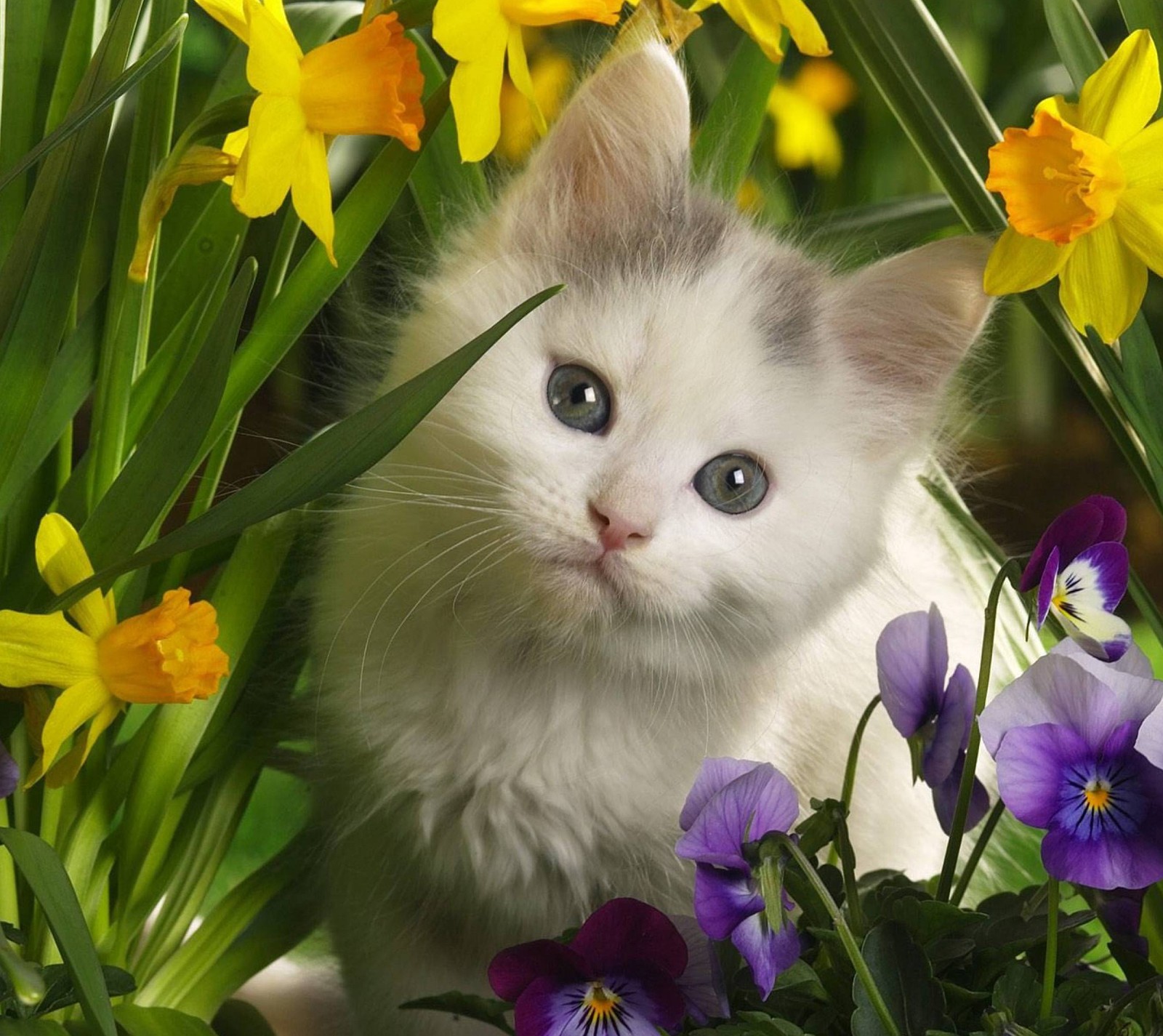 Un chaton blanc assis dans un jardin de fleurs (animaux, chat, mignon, animal de compagnie)