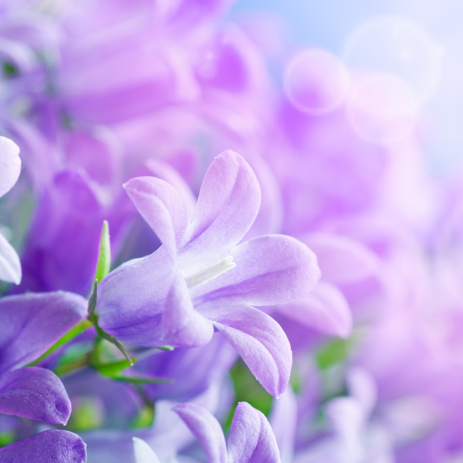 Purple flowers are in a vase with a blue sky in the background (beautiful flowers, cool, lovely, natural, nature)