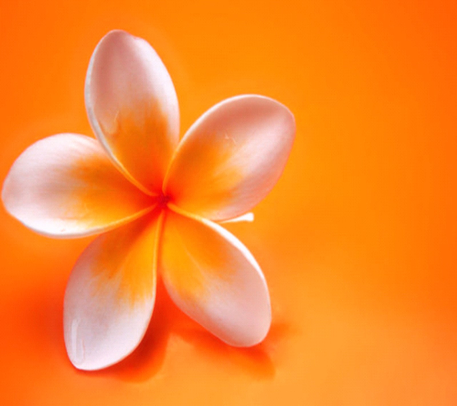 There is a white flower on a yellow background (beautiful, flower)