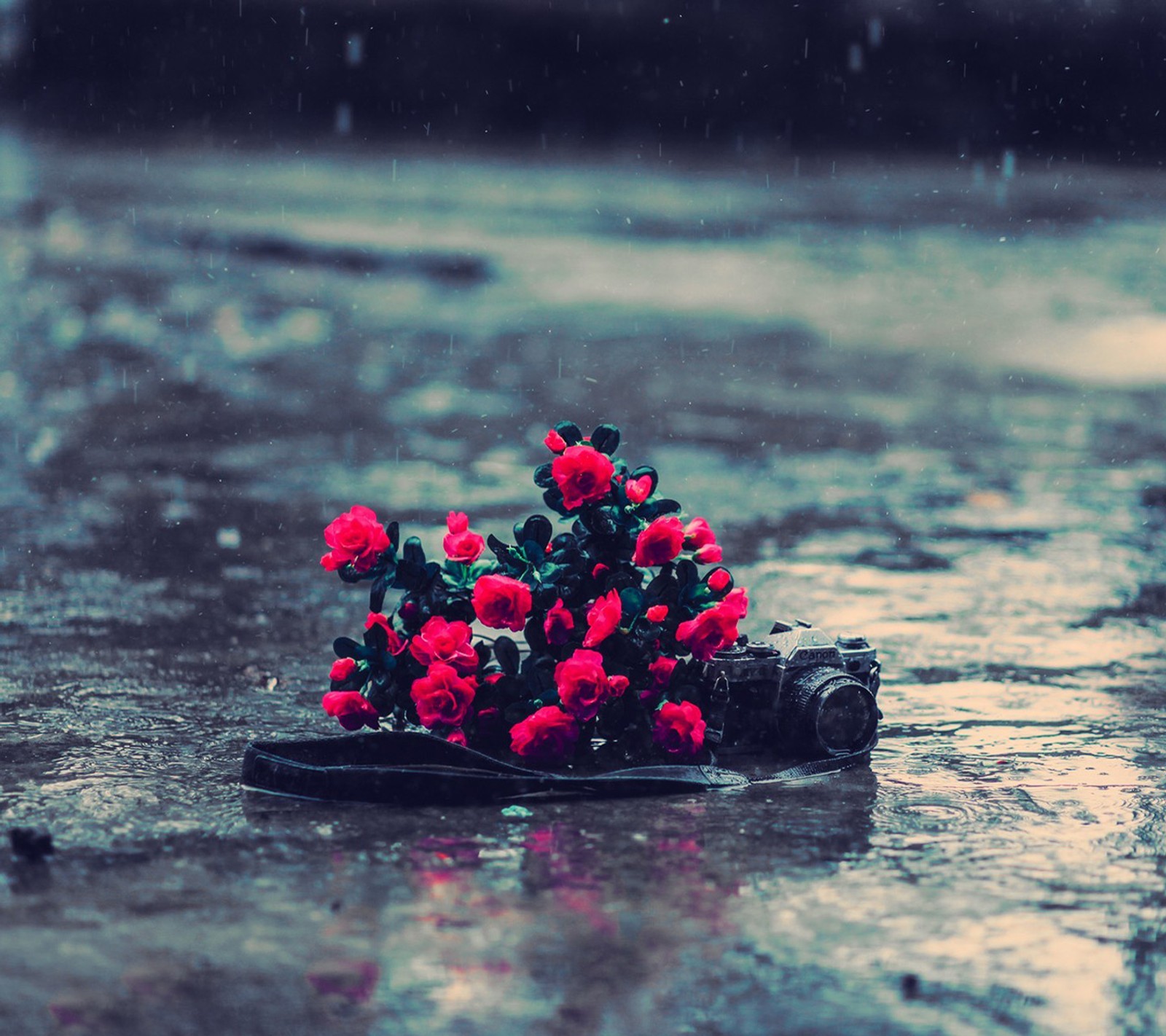 There is a black plate with red flowers on it on the ground (camera, flower, nice, rain)