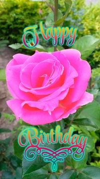 Vibrant Pink Rose with Birthday Wishes