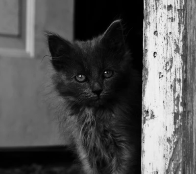 chat, niveaux de gris, chaton