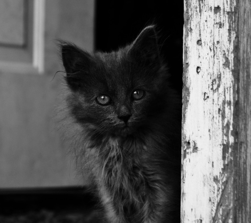 Черная кошка, которая выглядывает из-за двери (кот, оттенки серого, котёнок)