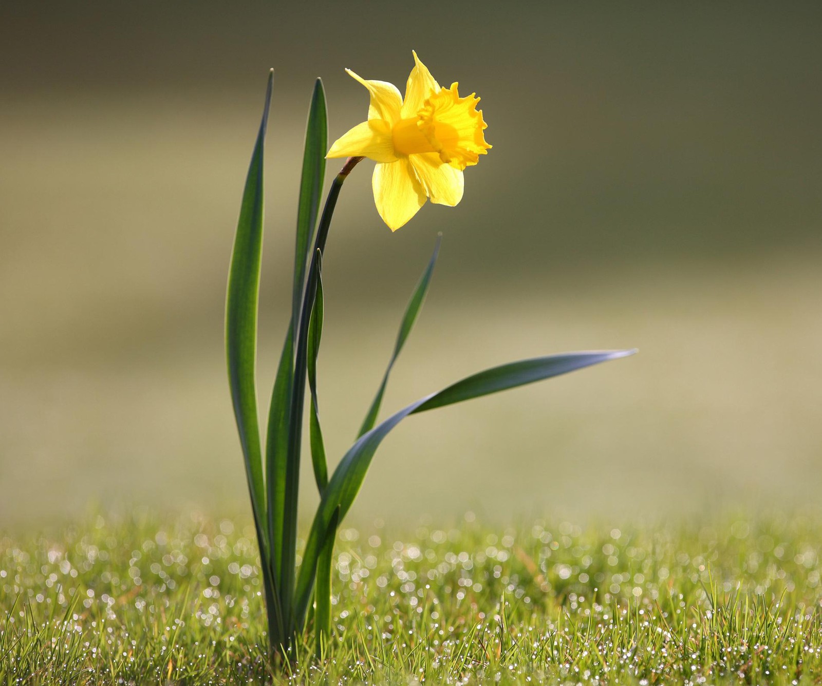 There is a single yellow flower that is growing out of the grass (meem, rubab)