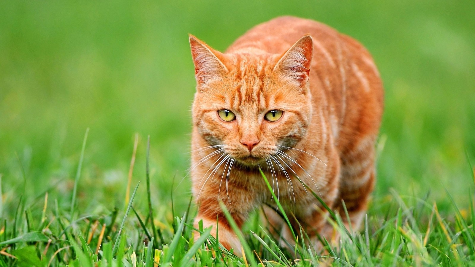 Il y a un chat marchant à travers l'herbe dans le champ (chaton, chat sauvage, chat, moustaches, herbe)