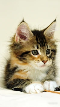 Mignon chaton multicolore avec des traits adorables