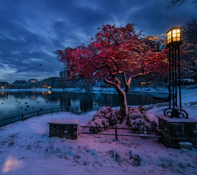 frozen, paisaje, naturaleza, noche, parque