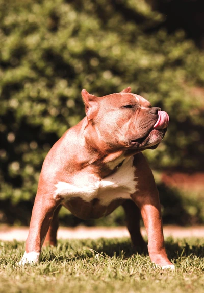 Pit Bull Americano de Nariz Vermelha Brincalhão em um Jardim Ensolarado