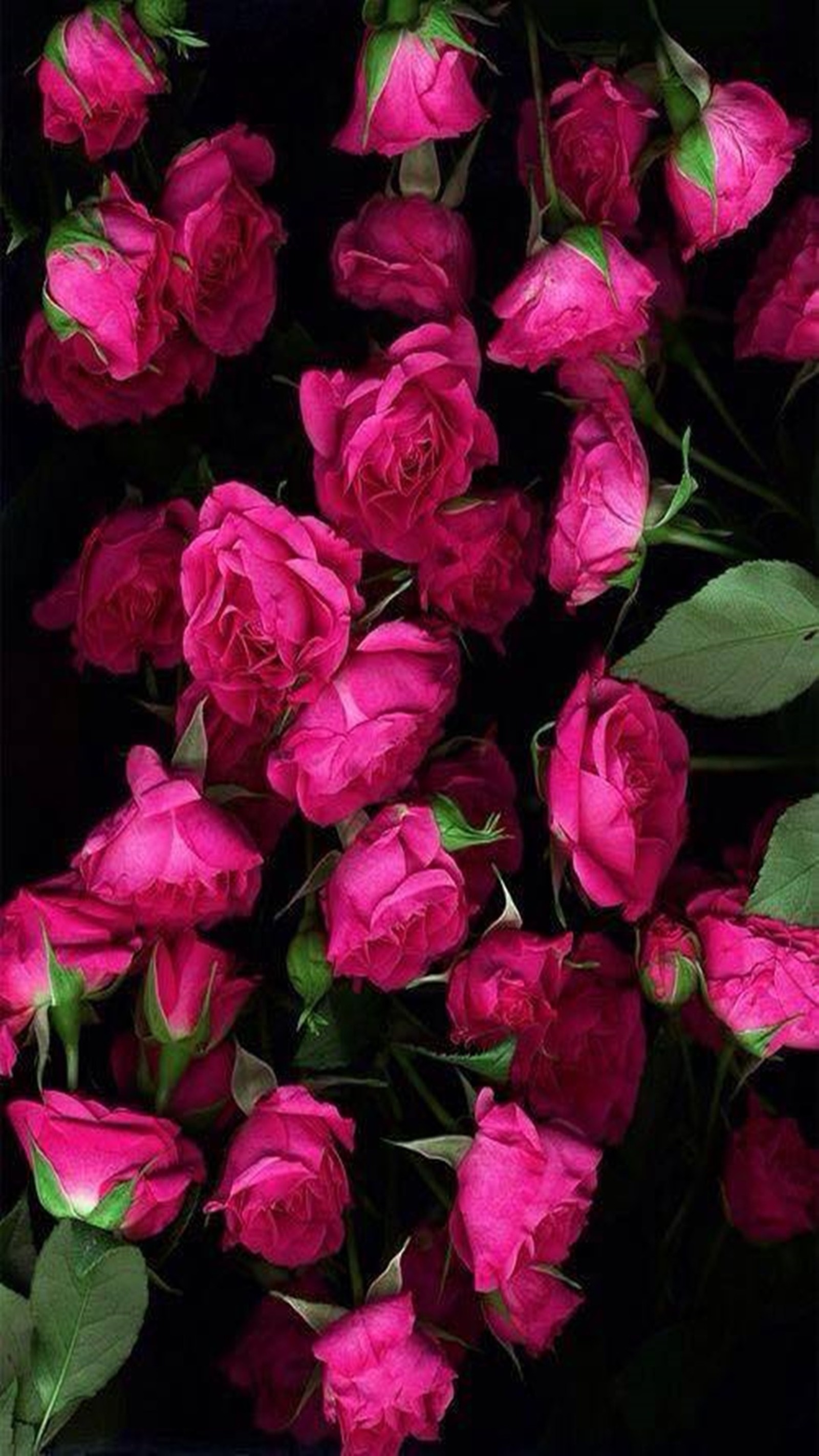 A close up of a bunch of pink roses with green leaves (red, roses)