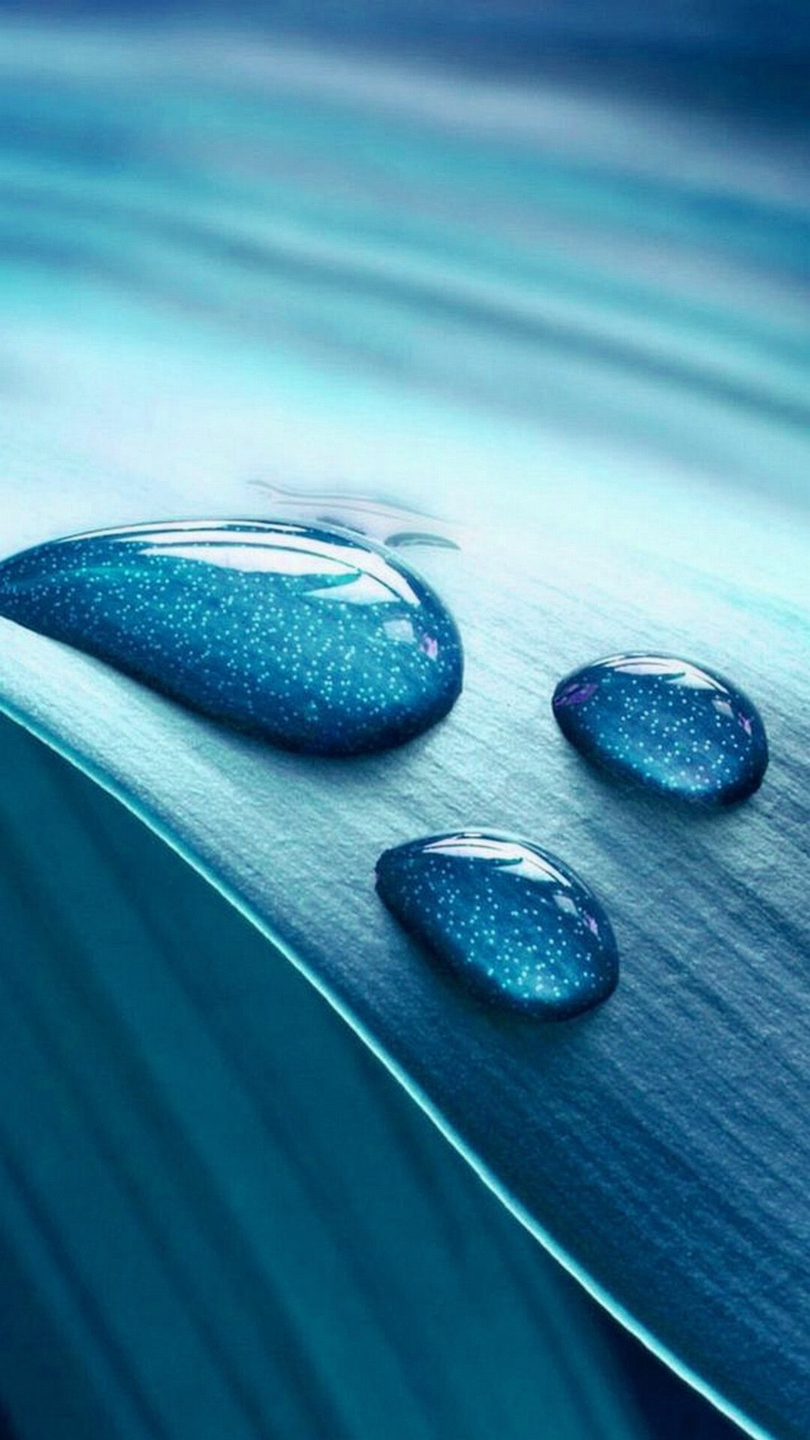 A close up of a leaf with water droplets on it (blue, drop, leaf)