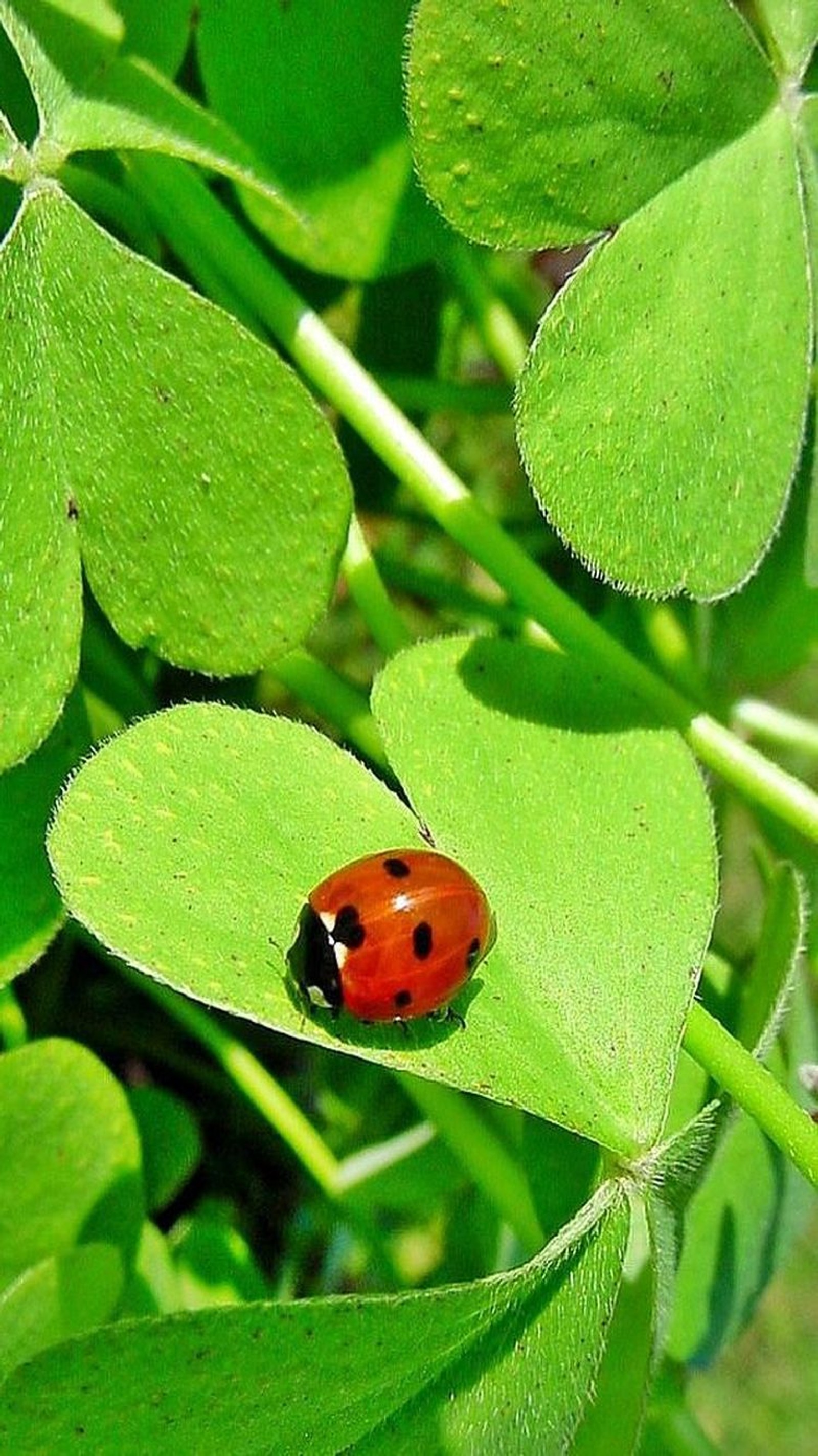 Baixar papel de parede insekten, marienkaefer, tiere