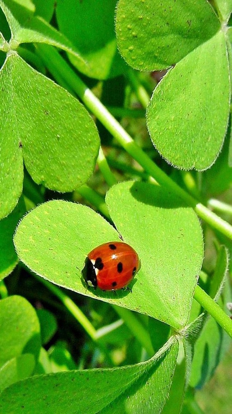 Арабская божья коровка на листе в саду (insekten, marienkaefer, tiere)