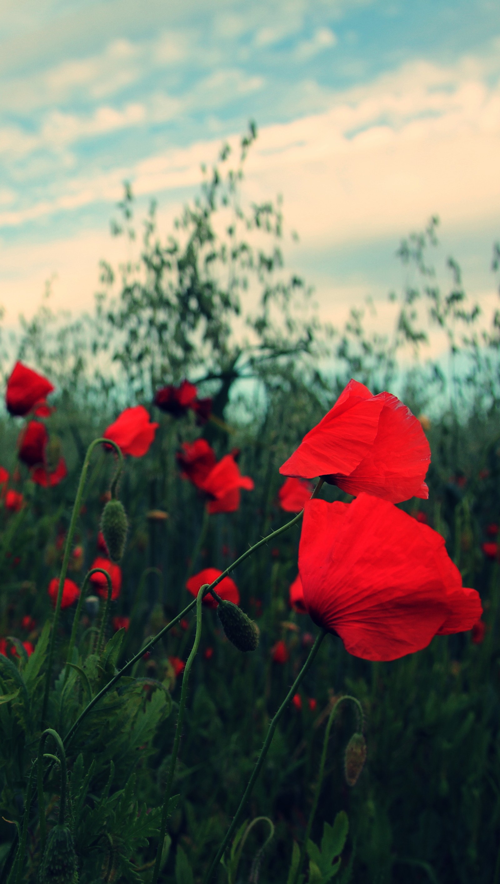 Es gibt viele rote blumen in einem feld mit grünem gras (blume, grün, hd, natur, mohn)