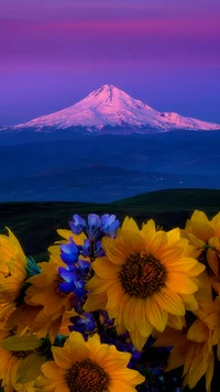 mountain, sunflowers