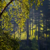 Folhas de bétula iluminadas pelo sol em meio a uma floresta exuberante