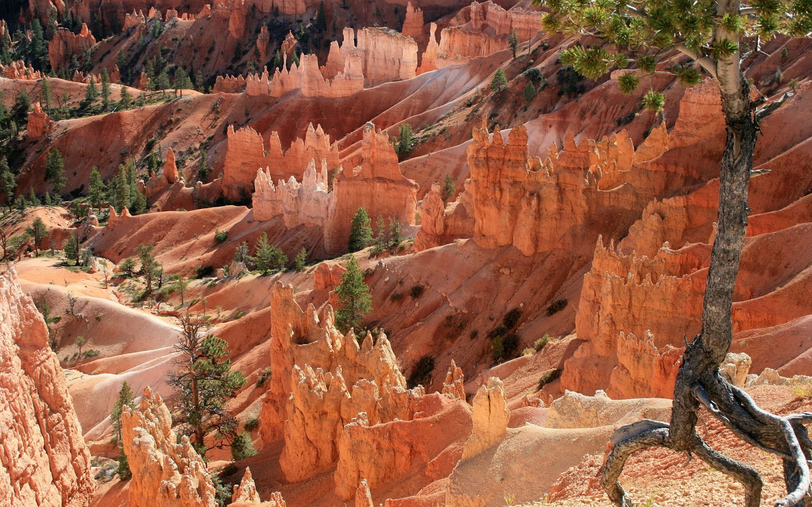 Araffes in the canyon of bryce national park, utah (badlands, las vegas, formation, rock, outcrop)