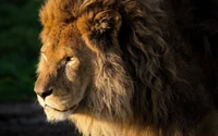 Majestic Masai Lion: A Portrait of Wildlife Elegance