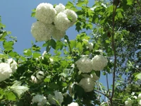 Ramo de Nannyberry florescendo com cachos de flores brancas contra um céu limpo