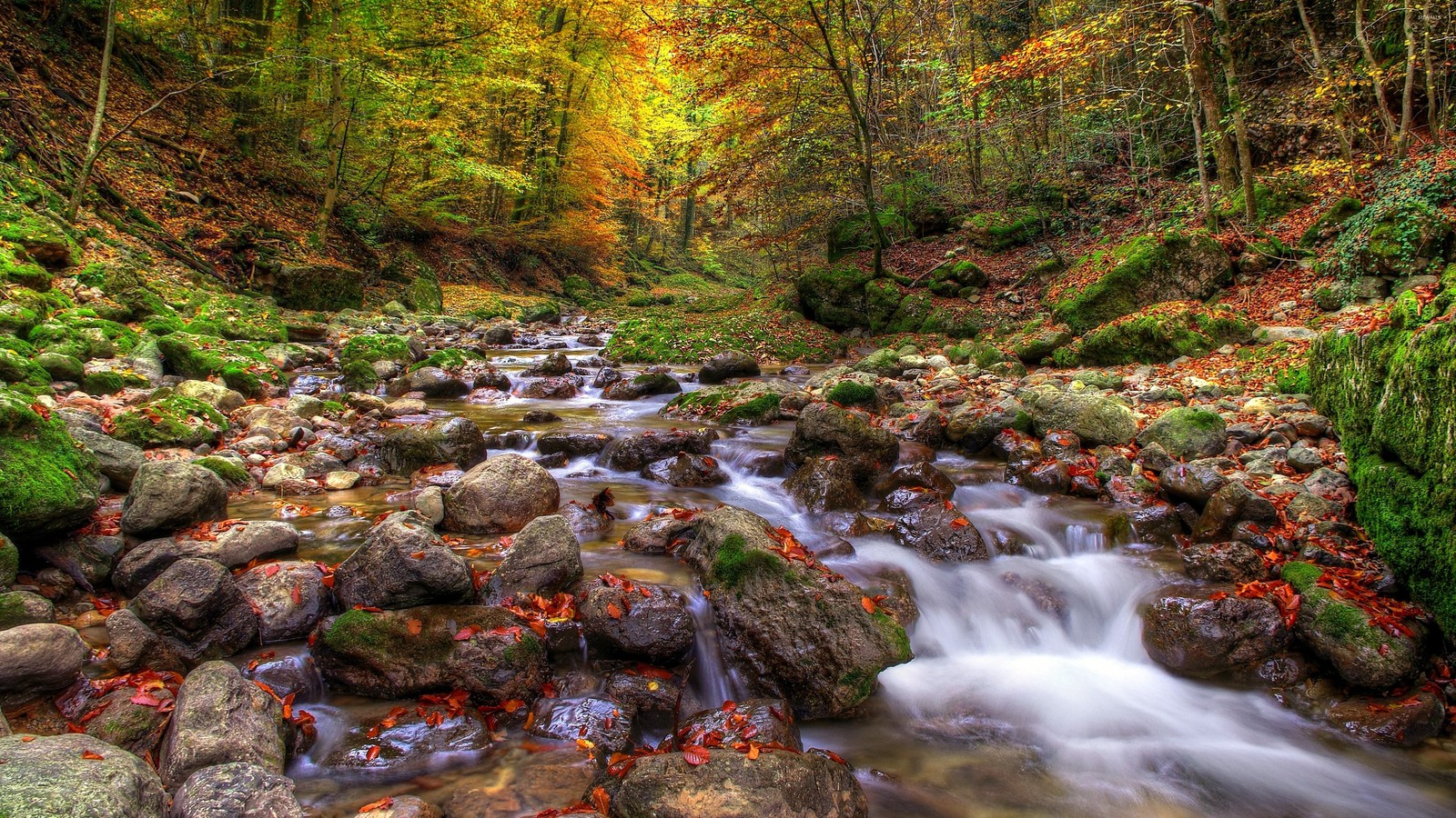 water, watercourse, leaf, stream, body of water wallpaper