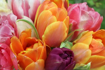 Colorful Tulip Bloom: A Close-Up of Spring Flowers