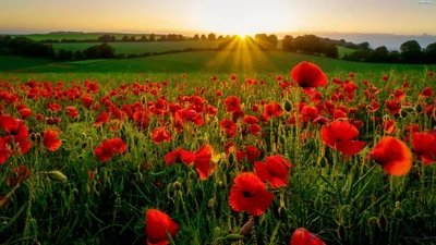 Vibrant Poppy Field at Sunrise