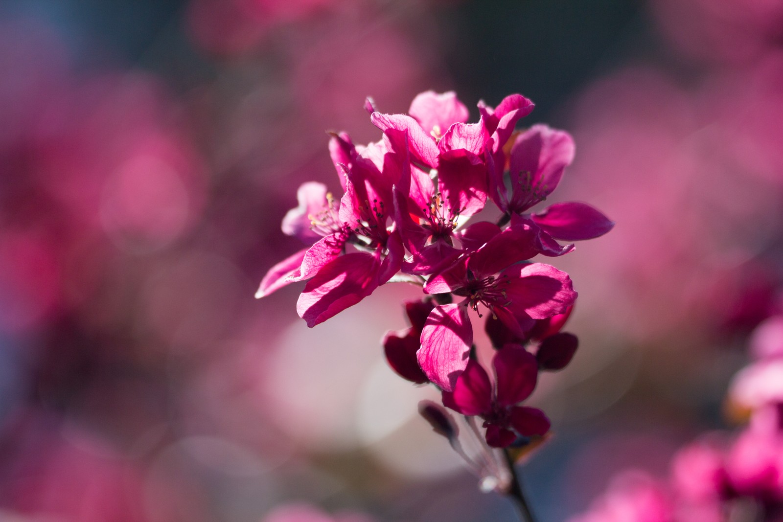 Hay una flor rosa que crece en medio de un campo (flor, rosa, naturaleza, rojo, púrpura)