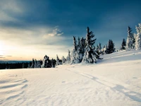 Paisagem de inverno serena com árvores cobertas de neve e céu limpo