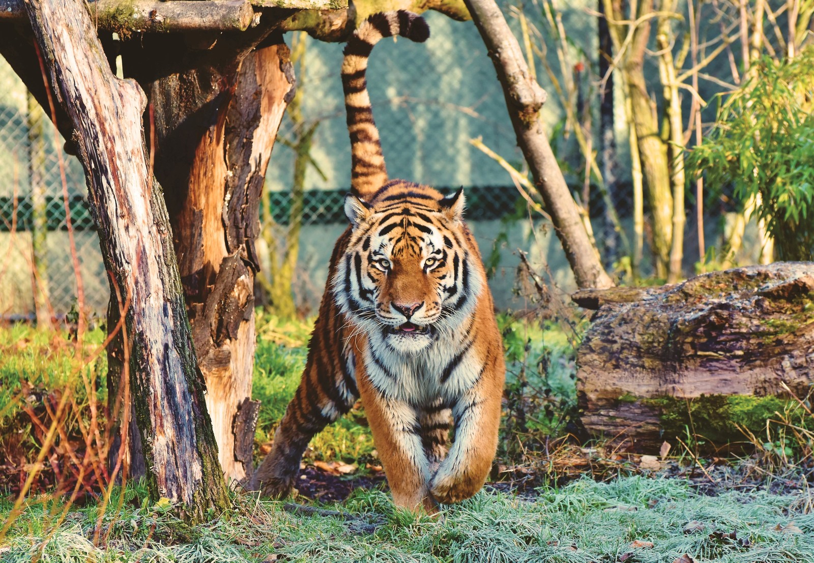 Il y a un tigre marchant dans l'herbe près d'un arbre (tigre de sibérie, marcher, zoo, arbres, grand félin)