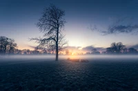 Sereno amanecer invernal sobre un prado brumoso en el Parque Modern Hall, Londres