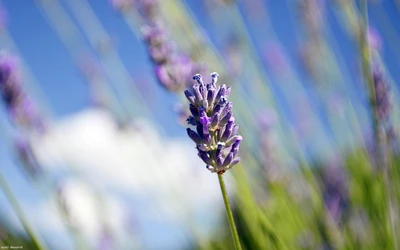 Vibrante flor de lavanda contra un cielo claro