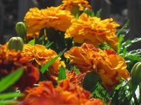 yellow, marigold, petal, plant, spring