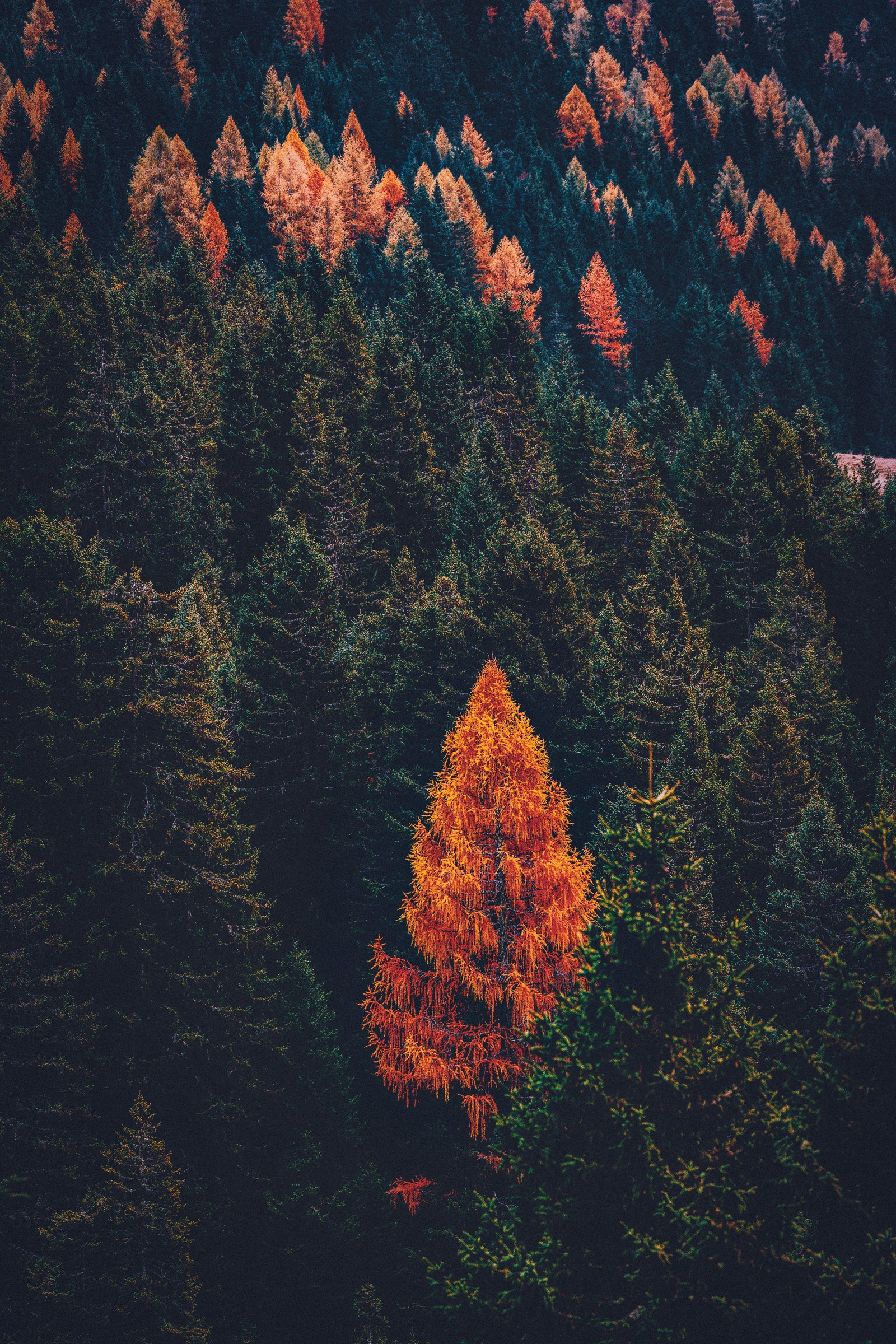 Arbres aux feuilles orange et verte dans une forêt avec une montagne en arrière-plan (arbre, conifères, forêt, feuille, rouge)