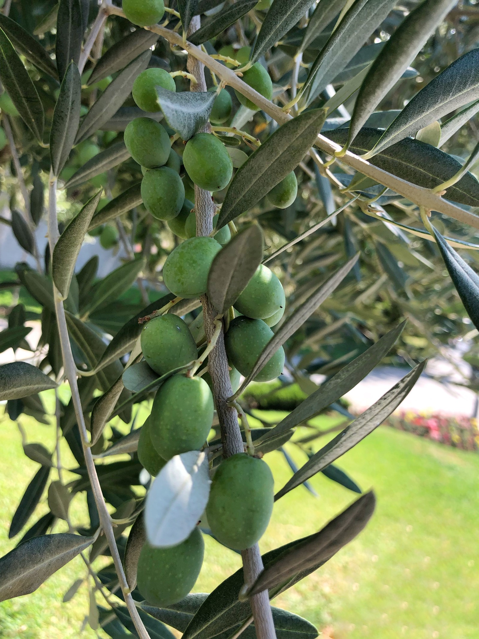 Hay muchas aceitunas verdes en el árbol del jardín (oliva, árbol frutal, biología, ciencia, producir)