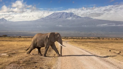 национальный парк амбосели, масаи мара, maasai mara, сафари, safari