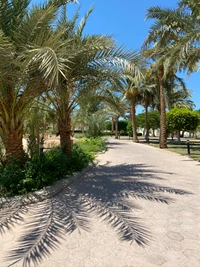 Camino sereno bordeado de palmeras datileras en un oasis tropical